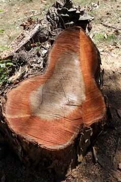 The Lines Rings and Patterns on a tree that was cut down