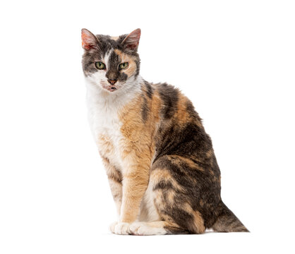 Calico cat with green eyes sitting looking forward