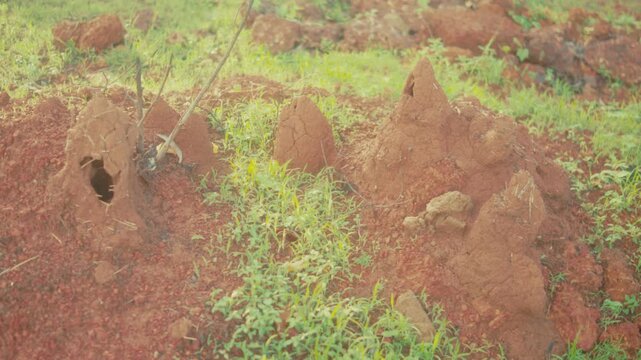 View of several termite mounds rising from red soil among natural vegetation in India.