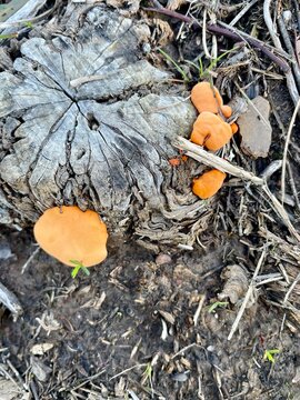 orange Cinnabar Bracket mushroom growing on dead tree