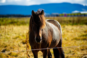 Brown Icelandic horse with thick mane standing in open golden pasture against blue mountains in Akranes Iceland © Oleksandr Kashcheiev
