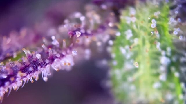 Tremendous Cannabis Ready for harvest trichomes under a microscope, showing resin glands producing active cannabinoids like THC and CBD.