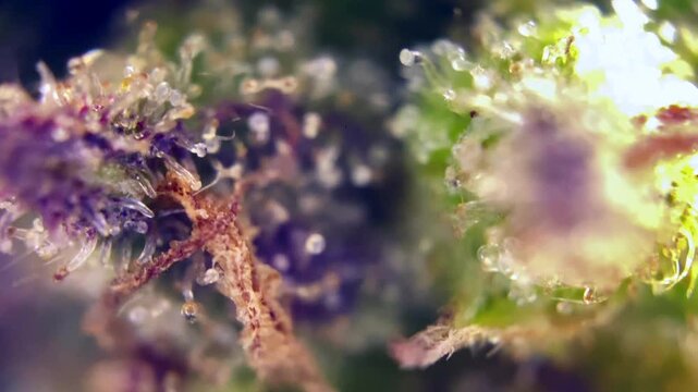 Brilliant Cannabis Ready for harvest trichomes under a microscope, showing resin glands producing active cannabinoids like THC and CBD.