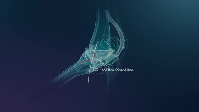 Playing medical animation showing 3D knee model rotating, highlighting LCL label with white line