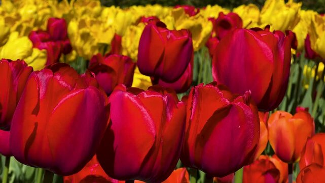 Tulip Field in Spring with Human Hand Picking Flower,Close-Up of Hand Touching Red Tulip in Blooming Garden,Hand Picking Tulip in Flower Garden1