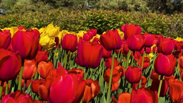 Tulip Field in Spring with Human Hand Picking Flower,Close-Up of Hand Touching Red Tulip in Blooming Garden,Hand Picking Tulip in Flower Garden1
