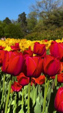 Tulip Field in Spring with Human Hand Picking Flower,Close-Up of Hand Touching Red Tulip in Blooming Garden,Hand Picking Tulip in Flower Garden1