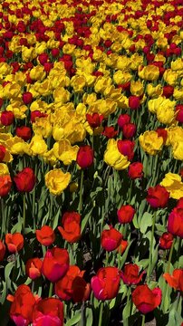 Tulip Field in Spring with Human Hand Picking Flower,Close-Up of Hand Touching Red Tulip in Blooming Garden,Hand Picking Tulip in Flower Garden1