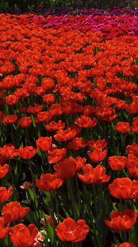Tulip Field in Spring with Human Hand Picking Flower,Close-Up of Hand Touching Red Tulip in Blooming Garden,Hand Picking Tulip in Flower Garden1