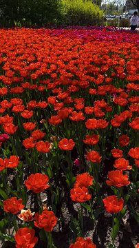 Tulip Field in Spring with Human Hand Picking Flower,Close-Up of Hand Touching Red Tulip in Blooming Garden,Hand Picking Tulip in Flower Garden1