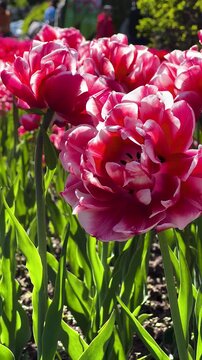 Tulip Field in Spring with Human Hand Picking Flower,Close-Up of Hand Touching Red Tulip in Blooming Garden,Hand Picking Tulip in Flower Garden1