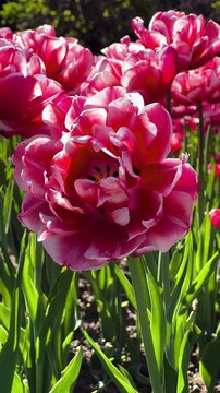 Tulip Field in Spring with Human Hand Picking Flower,Close-Up of Hand Touching Red Tulip in Blooming Garden,Hand Picking Tulip in Flower Garden1