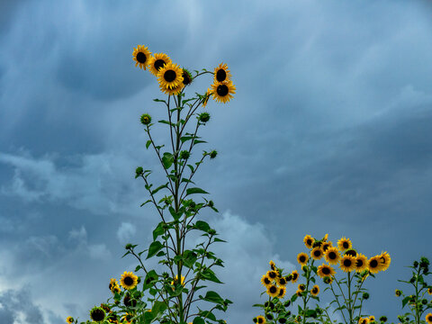 Kleines Sonnenblumenfeld im Sp&auml;tsommer