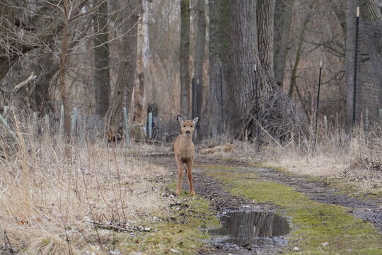 Baby Dear Looking Straight On