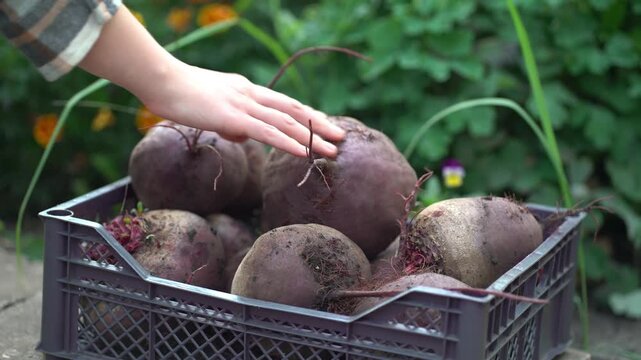 Woman carefully places freshly harvested beets with soil into a plastic crate in a sunny garden filled with flowers and greenery.