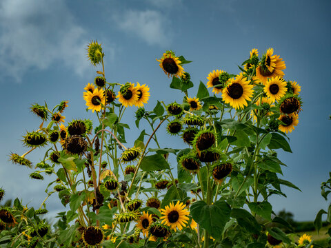 Kleines Sonnenblumenfeld im Sp&auml;tsommer