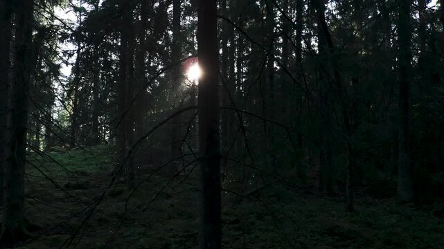 Moving sideways, view of trees in coniferous forest