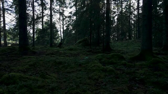 Mossy ground, pine cones, dark coniferous forest