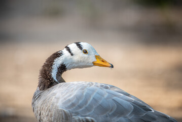 Close-up profile portrait of a Bar-headed goose (Anser indicus) looking directly into the camera lens against a soft blurred background © Viktoriia
