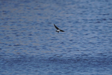 Naklejka premium Tree Swallow over Water