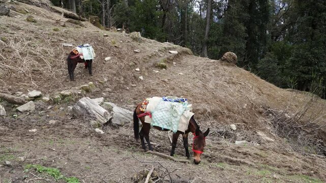 Working Mule Carrying Heavy Bags Through A Rural Mountain Landscape