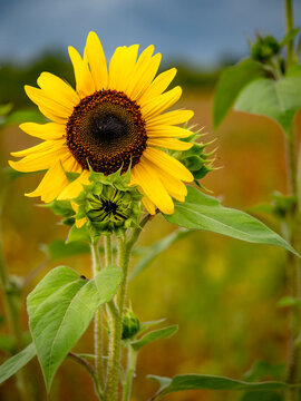 Kleines Sonnenblumenfeld im Sp&auml;tsommer