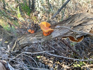 orange turkey tails growing on a log © nicole