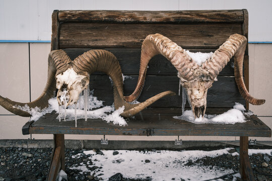 View of two large ram skulls with curved horns resting on a wooden bench covered in snow and icicles at Kyzyl-Art Pass, Chah Ab, Gorno-Badakhshan Auto, Tajikistan.