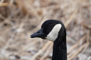 Canada Goose Close Up © Zak