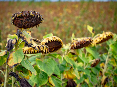 Kleines Sonnenblumenfeld im Sp&auml;tsommer