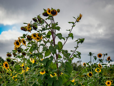 Kleines Sonnenblumenfeld im Sp&auml;tsommer