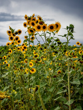 Kleines Sonnenblumenfeld im Sp&auml;tsommer
