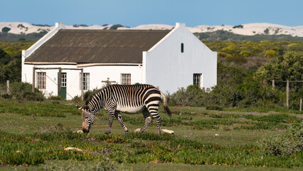 Cape Mountain Zebra Grazing in Front of a Cape Dutch House in De Hoop Nature Reserve © tho_gab