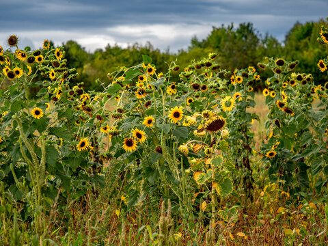 Kleines Sonnenblumenfeld im Sp&auml;tsommer