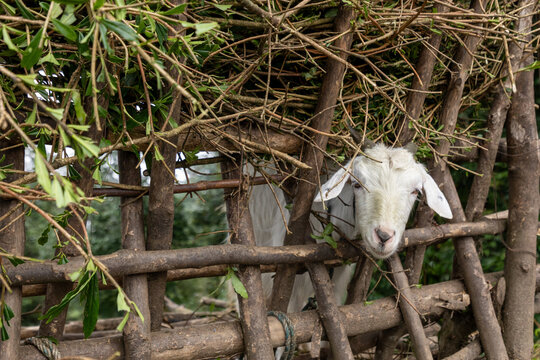 View of a white goat peering through a rustic wooden fence made of branches and twigs along the Mardi Himal Trek in Pokhara, Gandaki Province, Nepal.