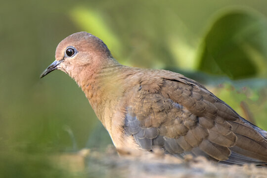 View of a laughing dove bird with soft brown and grey plumage perched in a garden in Multan, Punjab, Pakistan.
