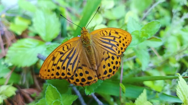 Beautiful butterflies on taiga flowers

