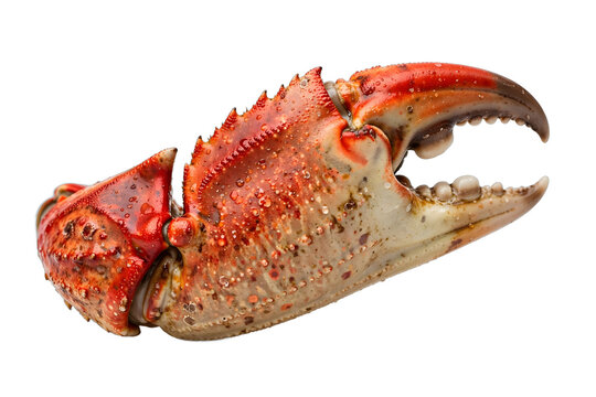 Crab Claw Natural Studio Isolated
