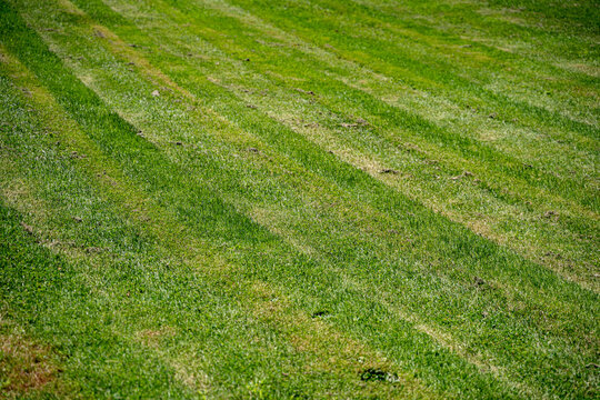 Close up of freshly mowed green lawn.