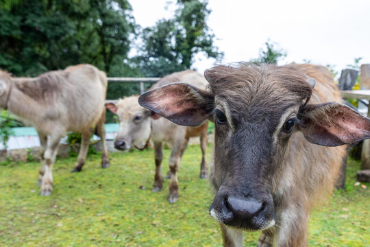 View of water buffalo grazing on a grassy field along the Mardi Himal Trek in Pokhara, Gandaki Province, Nepal.