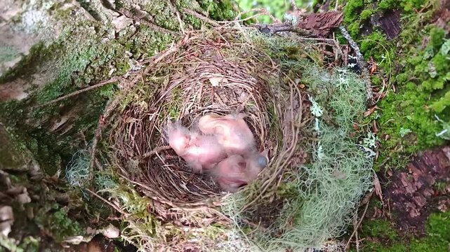 Wild bird chicks are stirring in the nest.