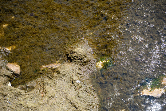 Close up of shallow water with algae and rocks.
