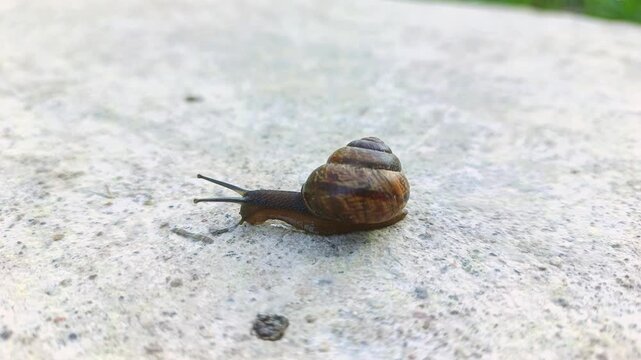 A snail is crawling along the concrete surface