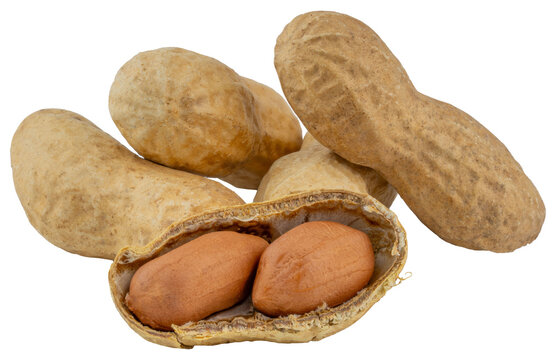 Peanuts. Whole peanuts in shells and opened peanut with two kernels. Natural protein rich nuts for healthy eating, snacks, cooking, baking, peanut butter and nutrition. Food Photo. Isolated background