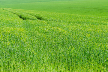 Obraz premium Tractor tracks curve through a young rye field, soft green texture of a spring agriculture landscape