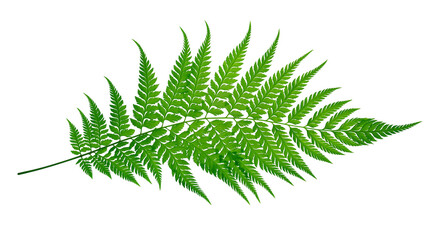 Vibrant green fern frond with delicate pinnules, isolated on transparent background © Sophie