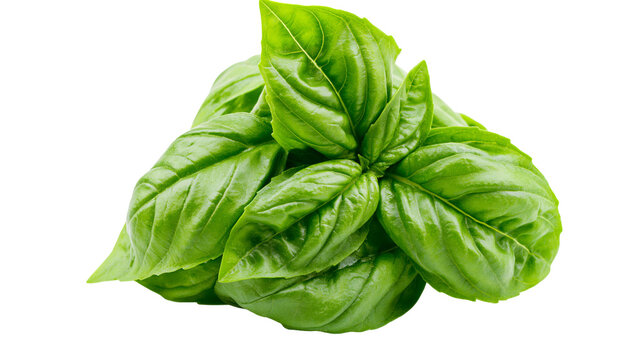 Fresh green basil leaves aromatic herb for cooking, isolated on transparent background