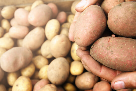 Hands holding fresh potatoes just dug out of the ground