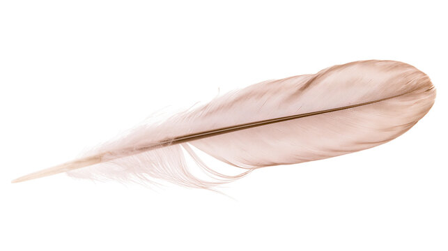 Delicate light brown feather with a dark central shaft, isolated on transparent background