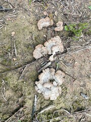 white bracket fungi in the ground © nicole